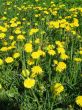 Yellow  dandelions