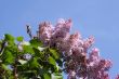  Blossoming lilac and blue sky