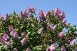  Blossoming lilac and blue sky
