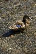 Female mallard duck