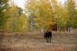 Moose, walking through autumn meadow