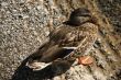 Female mallard duck