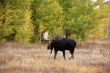Moose, walking through autumn meadow
