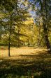 Fall colors
