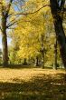 Fall colors