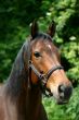 Show horse