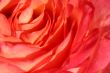 Rose detail