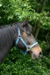 Chocolate brown horse