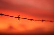 Barbed wire at sunset