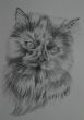 Persian cat portrait