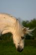 White welsh pony