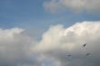 Three parachutes
