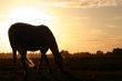 Sunset silhouet horse