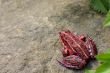 Red frog