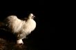 White rooster