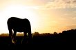 Sunset silhouet horse