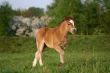 Brown welsh pony foal