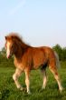 chestnut welsh foal