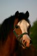 Brown welsh pony