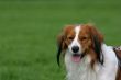 Dutch kooiker dog
