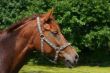 Chestnut portrait