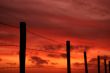 Barbwire fence