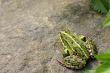 Green frog on a stone