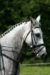 Grey horse head
