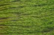 Flowing weeds