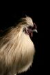 Rooster portrait