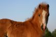 chestnut welsh foal