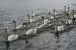 Swans