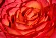 Rose up close