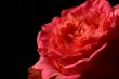 Rose on black