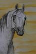 White arabian stallion