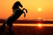 Rearing horse at sunset