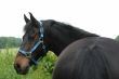 NewForest pony