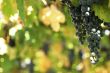 Grapes in a vineyard
