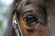 Horse eye