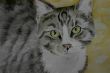 Sweet cat