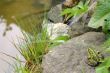 Frog at the pond