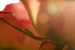 Soft focus rose