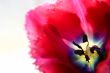 tulip close-up on white