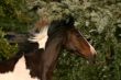 Running horse head