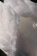 Swan feathers