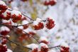 mountain ash in winter