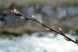 catkin