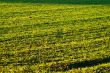 meadow