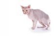 bald-headed cat