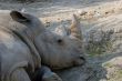 resting rhino